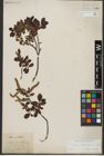 Foto von Salix waldsteiniana Willd.